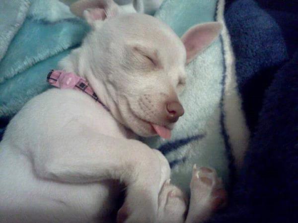 /Images/uploads/Humane Society of Utah/HSUCalendar/entries/780thumb.jpg